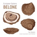 European oysters belone. Hand drawn sketch set