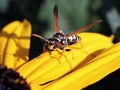 European Paper Wasp on Black-eyed Susan Royalty Free Stock Photo