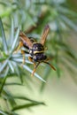 European paper wasp on branch of juniper