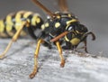 European paper wasp collecting wood fibers Royalty Free Stock Photo