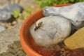 European paper wasp drinking water Royalty Free Stock Photo