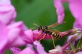 European paper wasp on the flower Royalty Free Stock Photo