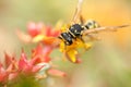 European paper wasp Polistes dominula