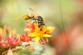 European paper wasp Polistes dominula