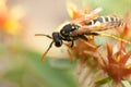 European paper wasp Polistes dominula