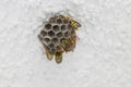European paper wasp (Polistes dominula) Royalty Free Stock Photo