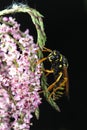 European Paper wasp, Polistes dominula on the flower and black background