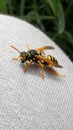 European paper wasp Polistes dominula on grey textile