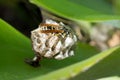 European paper wasp queen