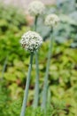 European paper wasp visiting Persian shallot flowers Royalty Free Stock Photo