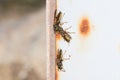 European paper wasps, Polistes dominula, gathering around the nest Royalty Free Stock Photo