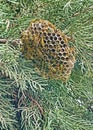 European paper wasps on their nest Royalty Free Stock Photo