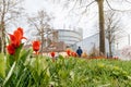 European PArliament building and red spring tulips