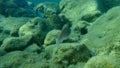 European parrotfish or Mediterranean parrotfish Sparisoma cretense undersea