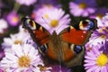 European Peackock butterfly Royalty Free Stock Photo