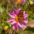 European peacock Aglais io butterfly on purple aster frikartii. Autumn landscape Royalty Free Stock Photo