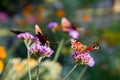 The European Peacock butterflies