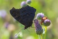 European Peacock butterfly Aglais io pollinating in sunlight Royalty Free Stock Photo