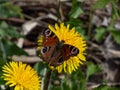 The European peacock butterfly (Aglais io) on yellow dandelion flower with blurred green background Royalty Free Stock Photo