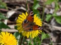 The European peacock butterfly (Aglais io) on yellow dandelion flower with blurred green background Royalty Free Stock Photo