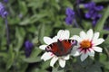 Butterfly on a wonderful dahlia flower Royalty Free Stock Photo