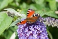 European Peacock butterfly on Buddleia flower Royalty Free Stock Photo