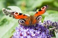 European Peacock butterfly on Buddleia flower Royalty Free Stock Photo