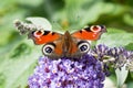 European Peacock butterfly on Buddleia flower Royalty Free Stock Photo