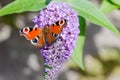 European Peacock butterfly on Buddleia flower Royalty Free Stock Photo