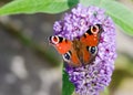 European Peacock butterfly on Buddleia flower Royalty Free Stock Photo