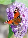 European Peacock butterfly on Buddleia flower Royalty Free Stock Photo