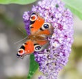 European Peacock butterfly on Buddleia flower Royalty Free Stock Photo