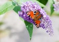 European Peacock butterfly on Buddleia flower Royalty Free Stock Photo