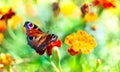 European peacock butterfly deploying Royalty Free Stock Photo