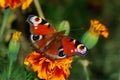 European peacock butterfly on a flowe Royalty Free Stock Photo