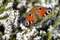 European Peacock butterfly on flower Royalty Free Stock Photo