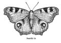European, peacock butterfly illustration, drawing, engraving, ink, line art, vector Royalty Free Stock Photo