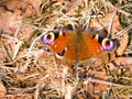 European Peacock butterfly (Inachis io) on a dry grass Royalty Free Stock Photo