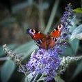 European Peacock butterfly Royalty Free Stock Photo