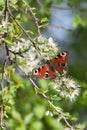 European Peacock butterfly (Inachis io)