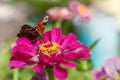 European Peacock butterfly inachis IO on a pink flower. Copy space. Royalty Free Stock Photo