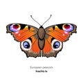 European Peacock butterfly, Inachis io, vector illustration Royalty Free Stock Photo