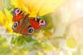 European Peacock butterfly Inachis io on a yellow flower. Copy space. Royalty Free Stock Photo