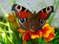 European Peacock butterfly on a marigold flower in a garden Royalty Free Stock Photo