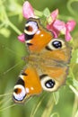 European Peacock butterfly in natural habitat / Inachis io Royalty Free Stock Photo