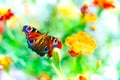 European peacock butterfly over bright flowers