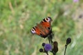 fully open wings of European peacock on a purple thistle flower