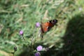 big butterlfy, European peacock on a purple thistle flower