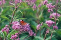 European Peacock Butterfly Sitting On Wild Purple Flower Royalty Free Stock Photo