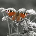 European peacock butterfly on a white flower. Royalty Free Stock Photo